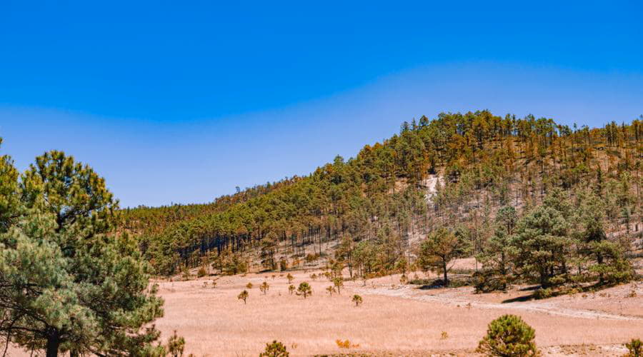 Wir bieten eine große Auswahl an Mietwagenoptionen in Chihuahua